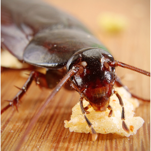 Cockroach Control Ealing