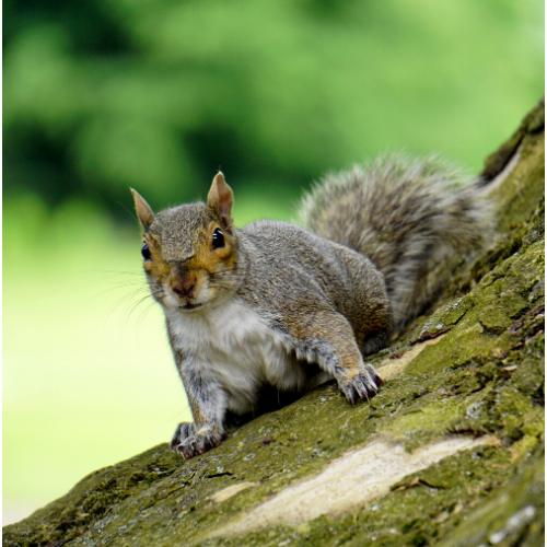 Squirrel Control Ealing